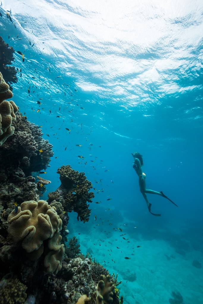 Freediving Great Barrier Reef